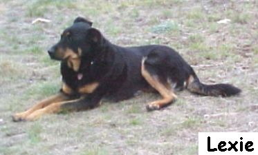 Lexie