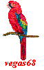 Vegas68 parrot Vegas68 parrot
