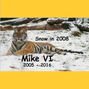 MikeT6-RIP.jpg