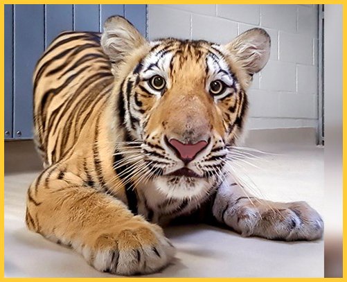 Mike VII Mike VII